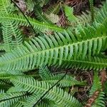 Blechnum spicantLeaf