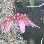Bulbophyllum longiflorum Цветок