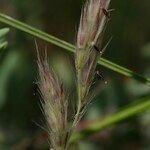 Tripidium ravennae Blodyn