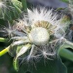 Lactuca floridana Fruit