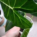 Alocasia micholitziana Φύλλο