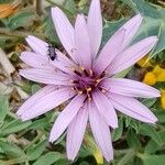 Scorzonera undulata Flor