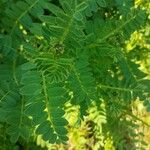 Astragalus penduliflorus ഇല