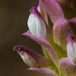 Orthocarpus cuspidatus Blüte