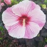 Hibiscus moscheutos Blomst