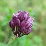 Allium scorodoprasum Floro