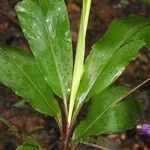 Renealmia guianensis Celota