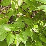 Campsis grandiflora Feuille