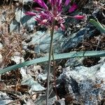 Allium peninsulare Blomst