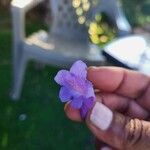 Jacaranda caucana Flower