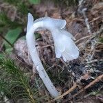 Monotropa uniflora Цвят