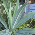 Agave sisalana Leaf