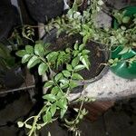 Jasminum officinale Leaf