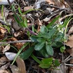 Arabis collina Leaf