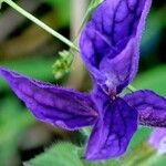 Salvia viridis Blomma