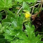 Potentilla erecta Flower