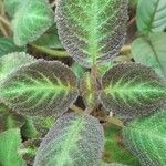 Episcia lilacina Hoja
