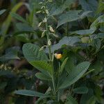 Crotalaria spectabilis Іншае