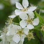 Pyrus bretschneideri Flower