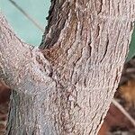 Ficus tequendamae Bark