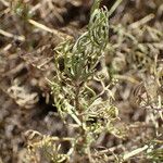 Artemisia alba Foglia