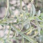 Heliotropium bacciferum Corteza