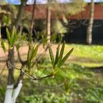 Rhododendron periclymenoides Лист