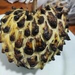 Annona mucosa 果實