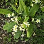 Primula vulgaris Листок