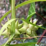 Carex grayi Frukto