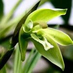 Dendrobium deplanchei Fleur