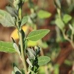 Chenopodium berlandieri Leaf