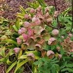 Angelica atropurpurea 花