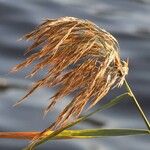 Phragmites australisBlüte