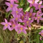 Centaurium erythraeaКветка