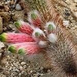 Cleistocactus smaragdiflorus Leaf