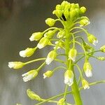Thlaspi alliaceum 花