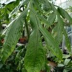 Amorphophallus titanum Leaf