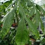 Amorphophallus titanum Folla