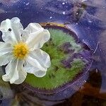 Nymphoides cristata Flor