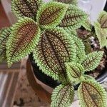 Pilea involucrataLeaf