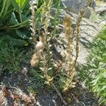 Artemisia genipi Habit