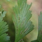 Asplenium lividum Leaf