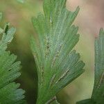 Asplenium lividum Листок