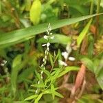 Polygala paniculata Цвят