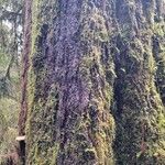 Sequoia sempervirens বাকল