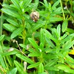 Helianthemum nummularium Leaf