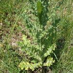 Tyrimnus leucographus Leaf