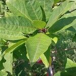 Chionanthus virginicus Leaf