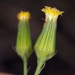 Senecio mohavensis Flor